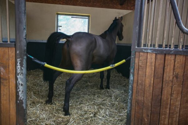 Perché il cavallo si gira dandoti le spalle quando entri nel box.