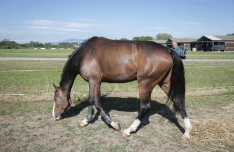 Un modo diverso di vedere lo stato segnaletico del cavallo.