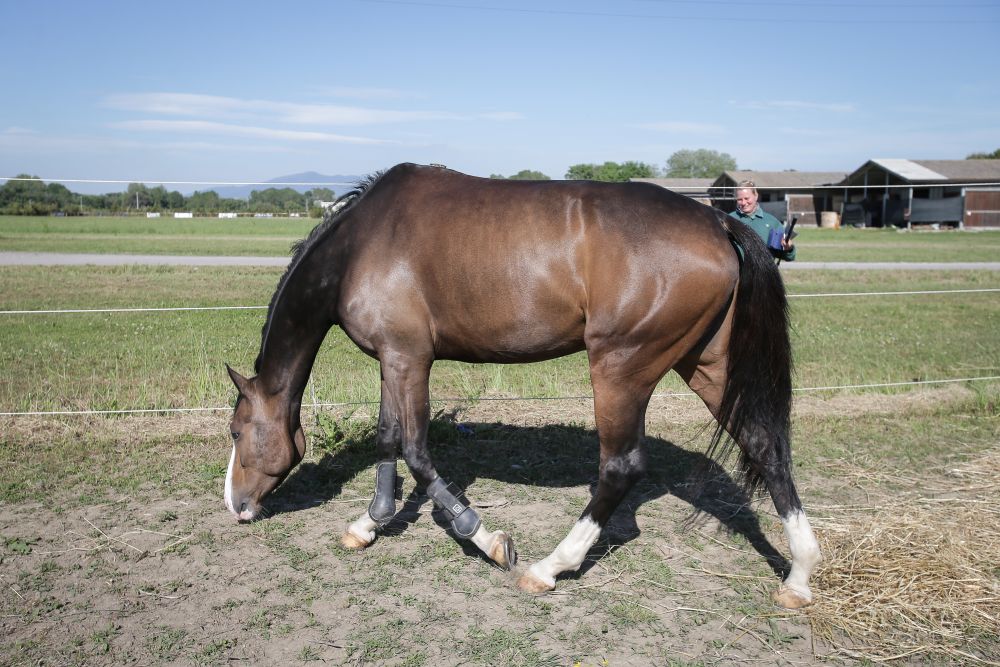 Un modo diverso di vedere lo stato segnaletico del cavallo.