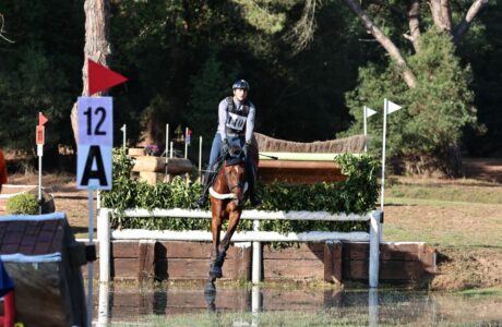 Il cavallo da Completo.