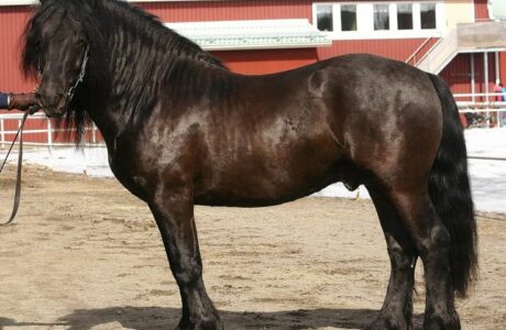 La forza gentile della tradizione norvegese