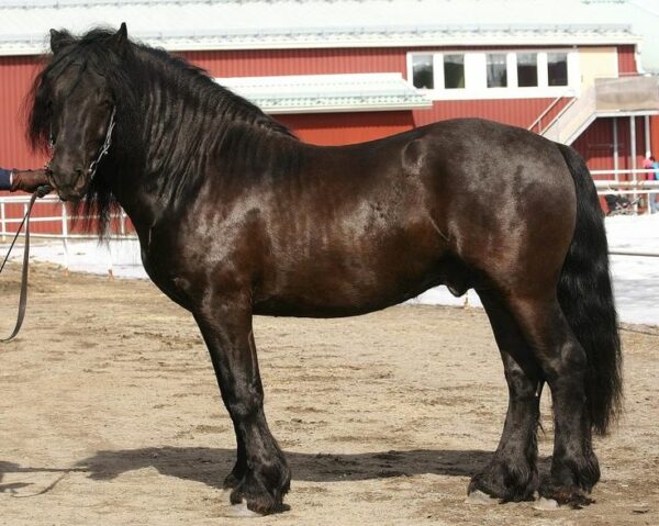 La forza gentile della tradizione norvegese