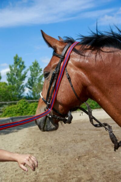 Preparazione invernale dei cavalli da salto ostacoli.