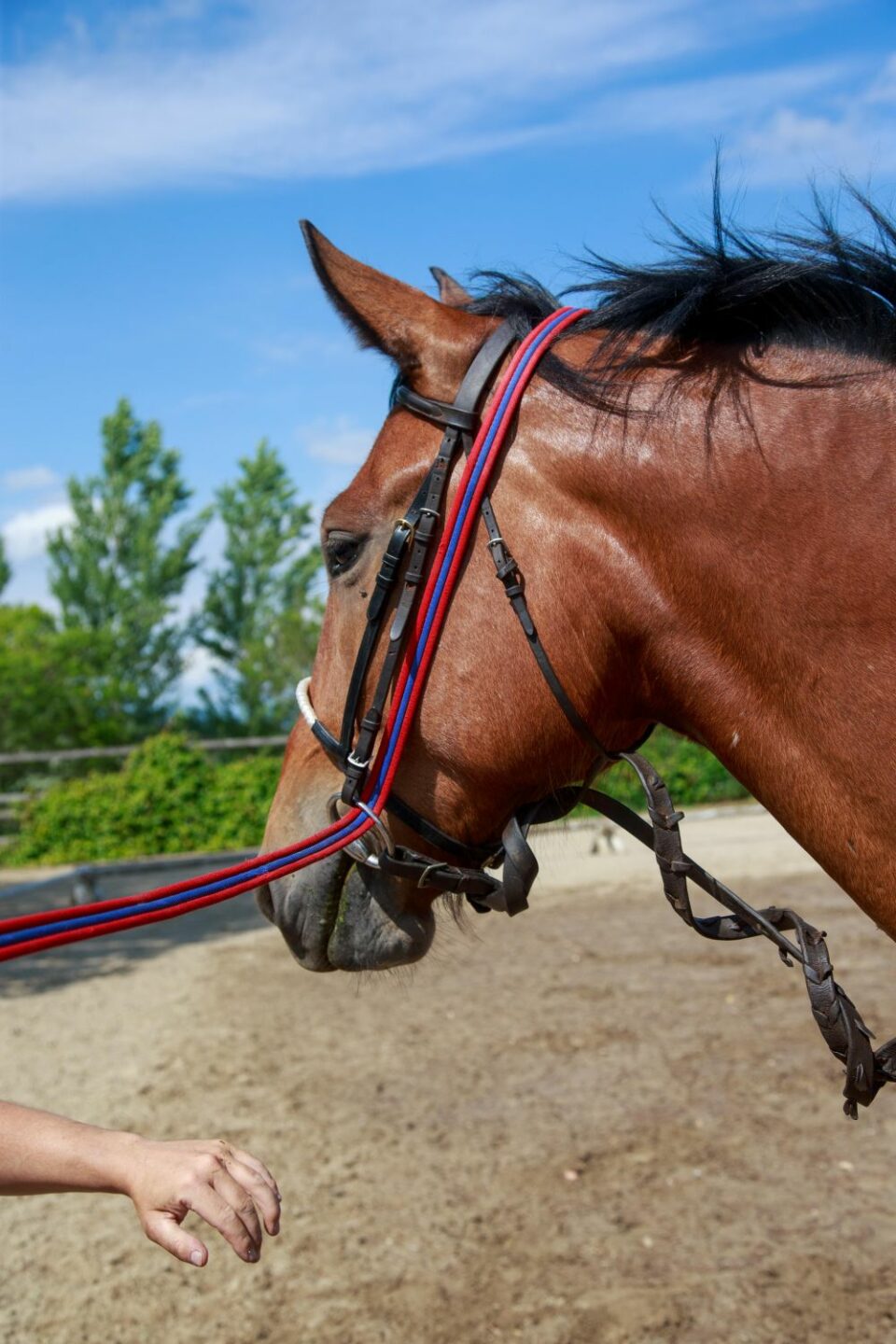 Preparazione invernale dei cavalli da salto ostacoli.