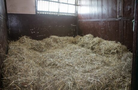 Lettiera per cavalli, quale scegliere davvero?