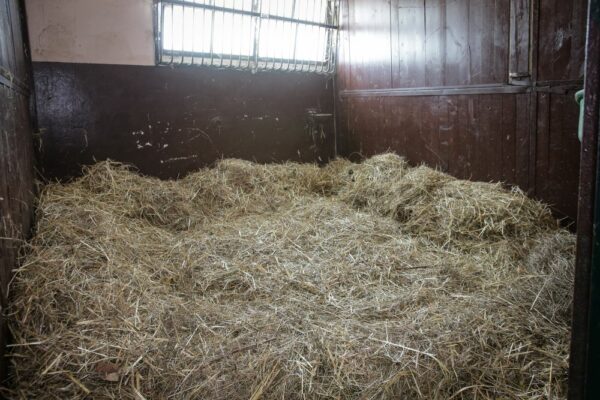 Lettiera per cavalli, quale scegliere davvero?