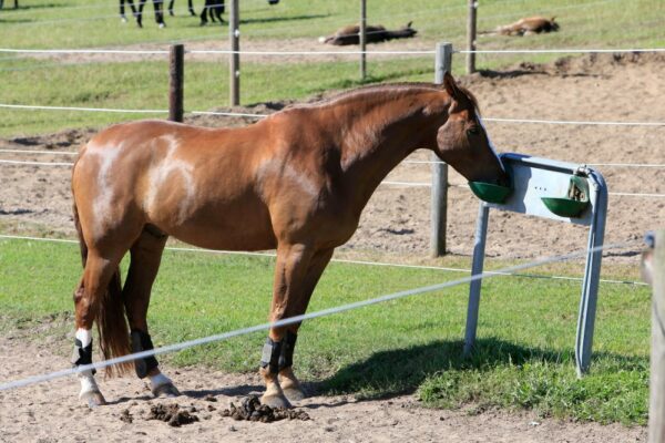 L’apparato tegumentario del cavallo: molto più di una semplice “pelle”.