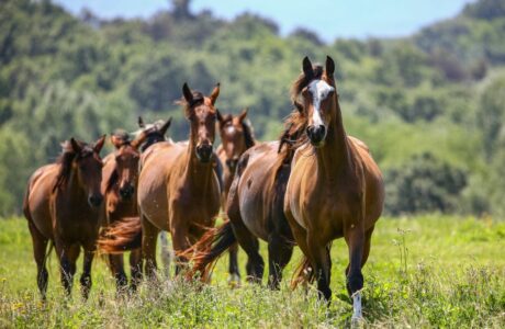 Equitazione di montagna, molto più di una passeggiata.