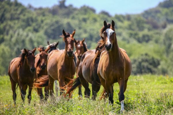 Equitazione di montagna, molto più di una passeggiata.