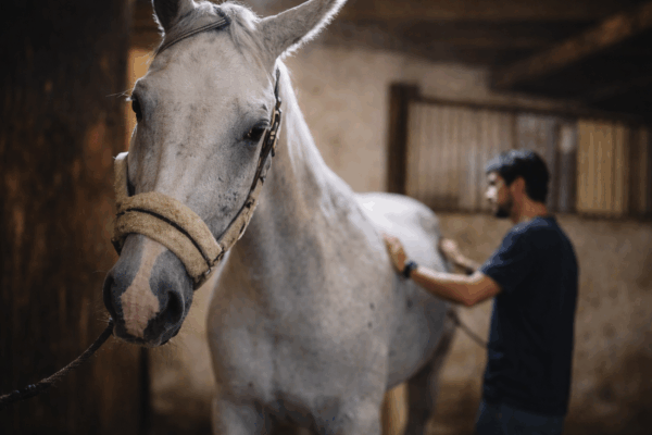 Equine Wobbler Syndrome