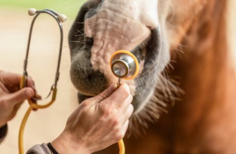 Il veterinario esamina il cavallo con lo stetoscopio