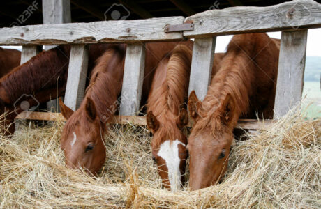 Le proprietà alimentari indispensabili per energia e condizioni fisiche ottimali del nostro cavallo.