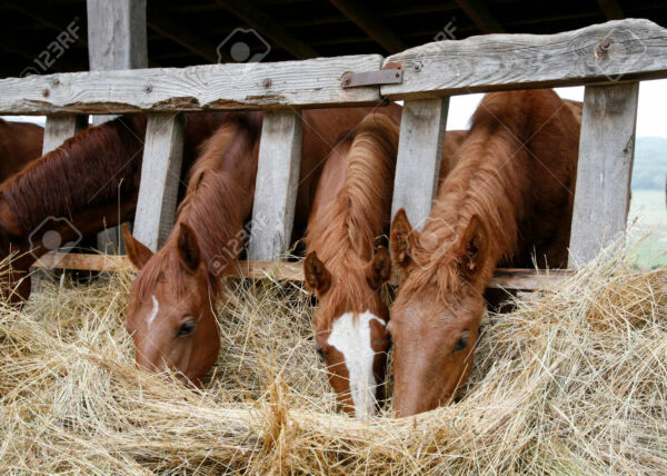Le proprietà alimentari indispensabili per energia e condizioni fisiche ottimali del nostro cavallo.