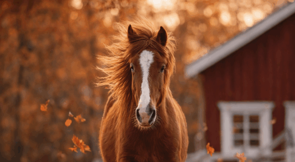 cavallo in corsa tra foglie autunnali e1771584466757