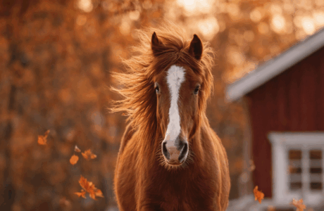 cavallo in corsa tra foglie autunnali e1771584530278