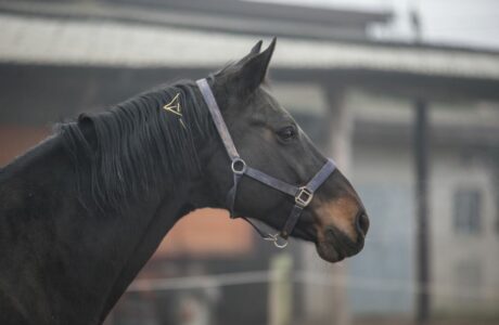 Cavallo svogliato? Ecco cosa fare (senza stress).