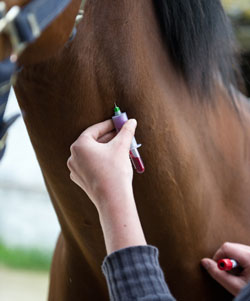 Shock anafilattico da antibiotici: il rischio nascosto nella somministrazione dei farmaci.