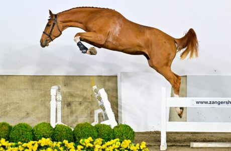 Approvazione stalloni Zangersheide