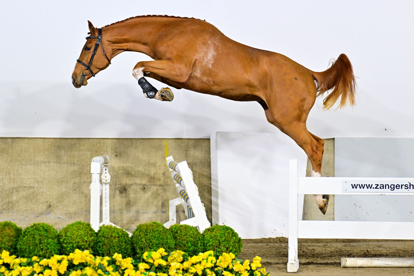 Approvazione stalloni Zangersheide