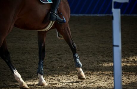 Longines Global Champions Tour 2026: Doha si ferma, ma i campioni tornano a casa.