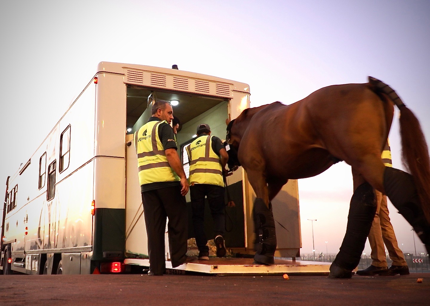 Loading Horse Dubai