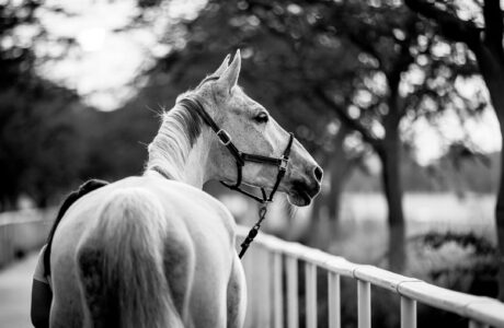 Longines Global Champions Tour