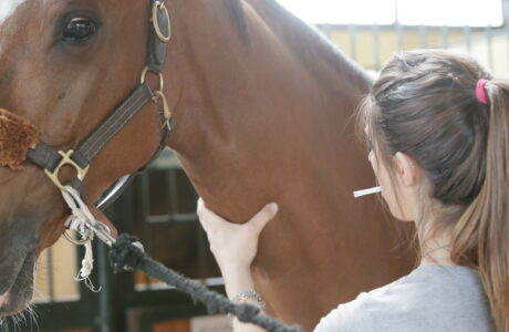Farmaci nei cavalli sportivi