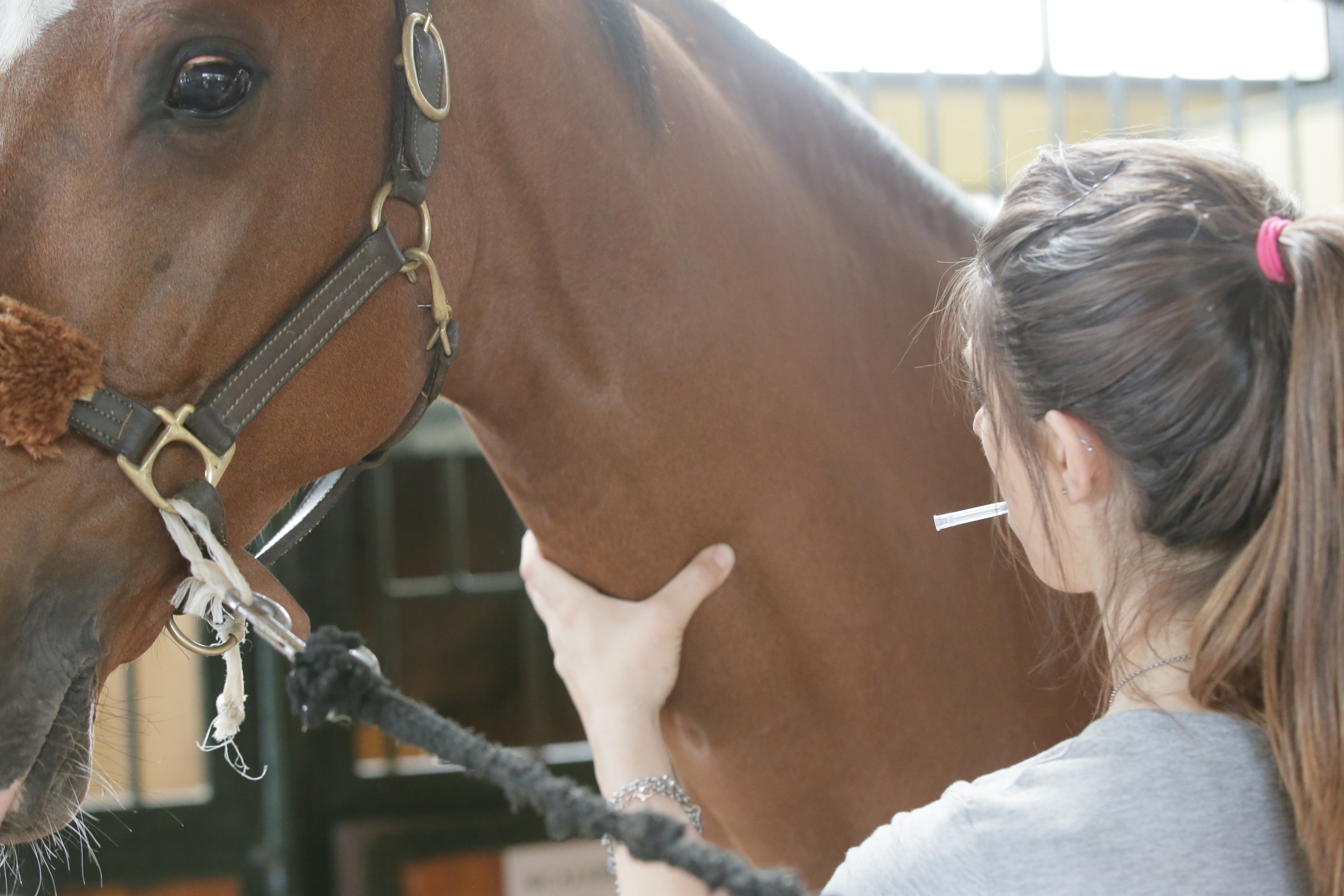 Farmaci nei cavalli sportivi