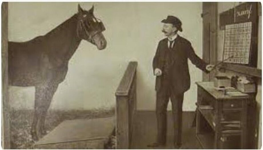 cavallo che sa contare 2