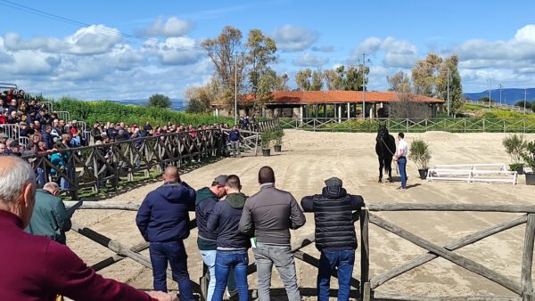 presentazione degli stalloni ASVI