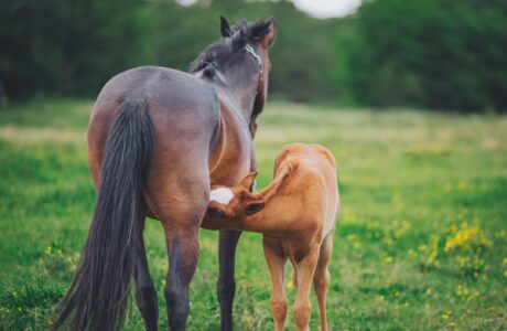 Alimentazione del puledro