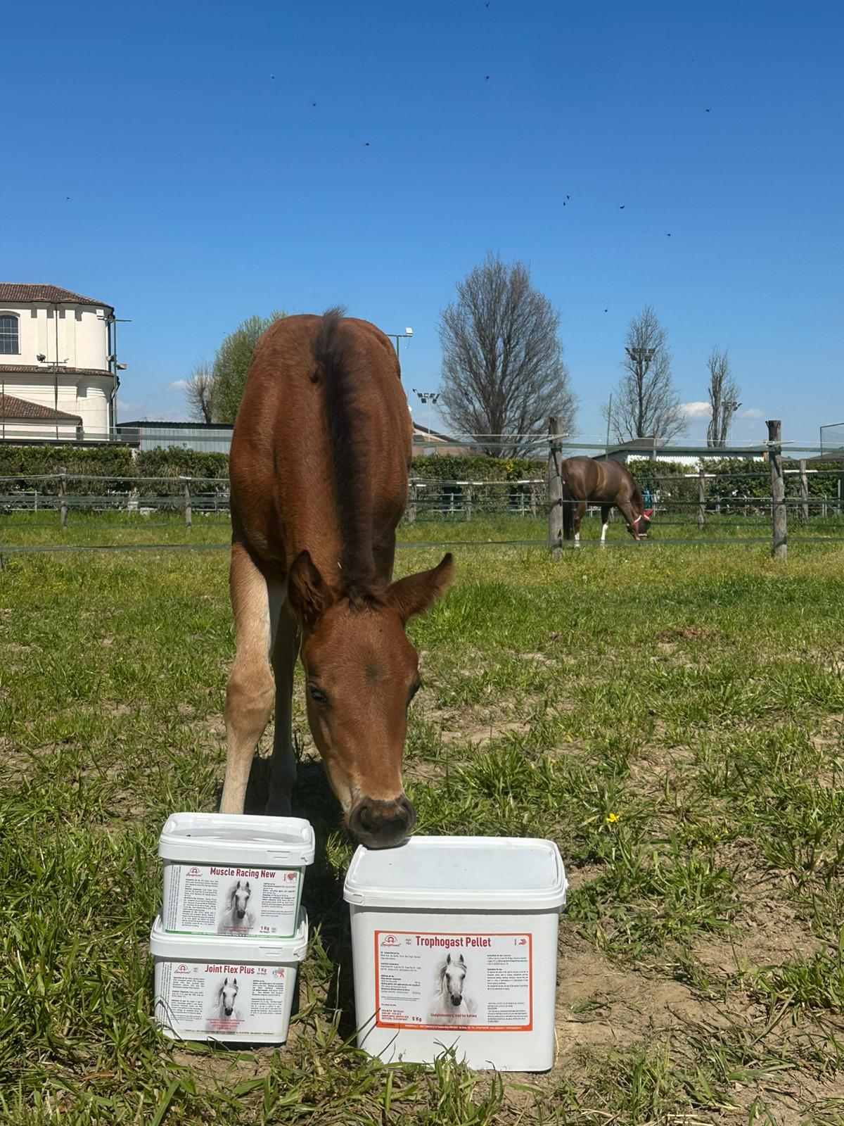 Giovanni Zucchi e il reining a 360 gradi: allevamento, training e performance 4 Giovanni Zucchi puledro e fattrice e prodotti Equiplanet 4