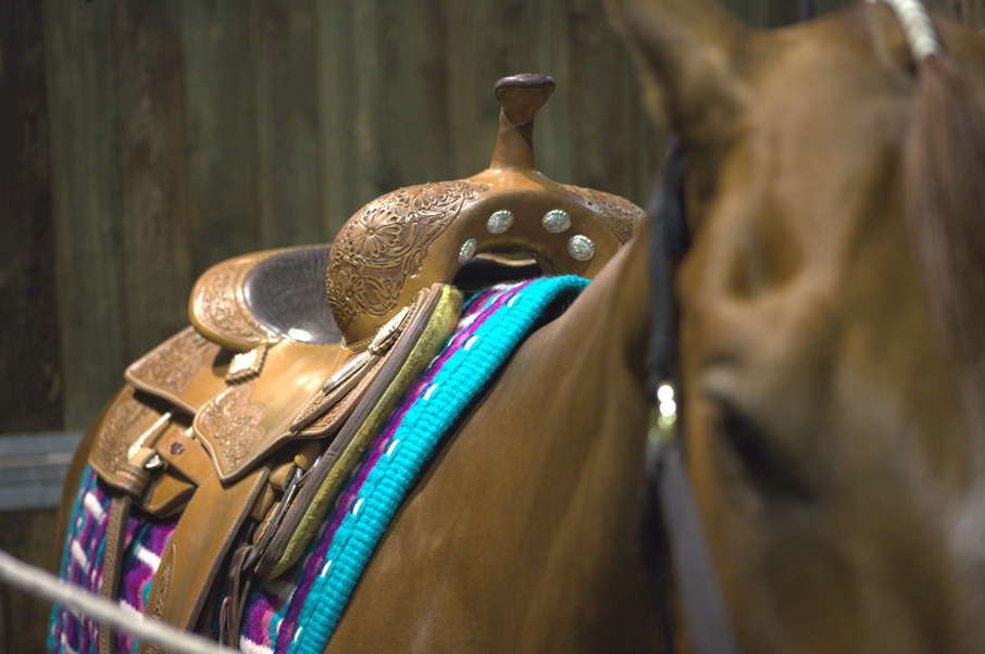 Nico Sicuro sella Platinum Pro Le Selle Italiane 2