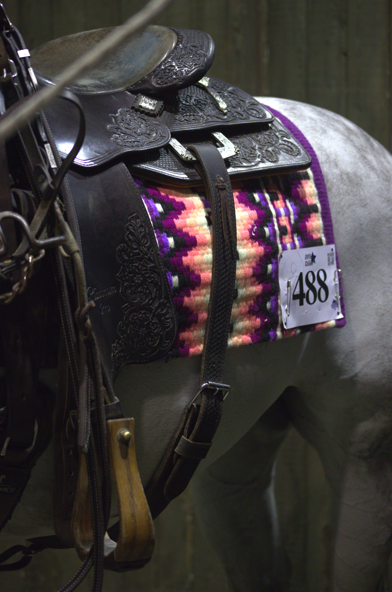 Nico Sicuro sella Platinum Pro Le Selle Italiane 3