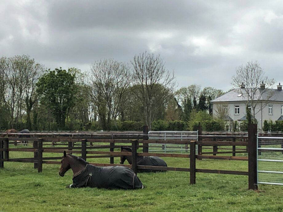 Paddocks 6