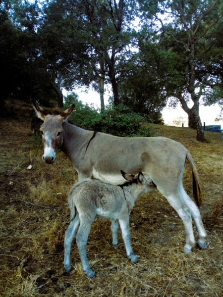 L’asino che bevve la luna. Una bella poesia