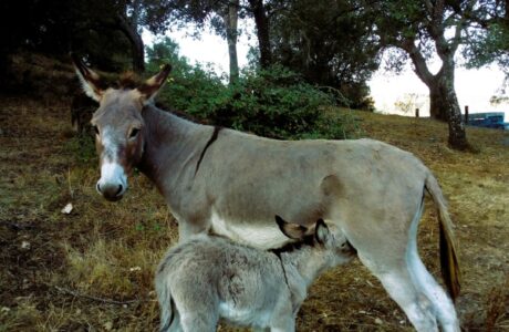 L’asino che bevve la luna. Una bella poesia