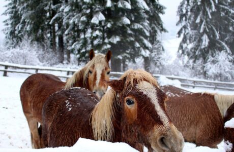 Cavalli in Alta Badia: tra natura, tradizione e libertà.