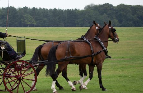 Cassottana, determinazione e tecnica a Kladruby nad Labem.