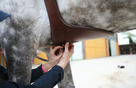 Atteggiamenti del cavallo in movimento, dal libro del dott Vittorio Meschia.