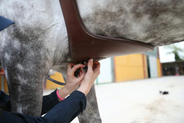 Atteggiamenti del cavallo in movimento, dal libro del dott Vittorio Meschia.