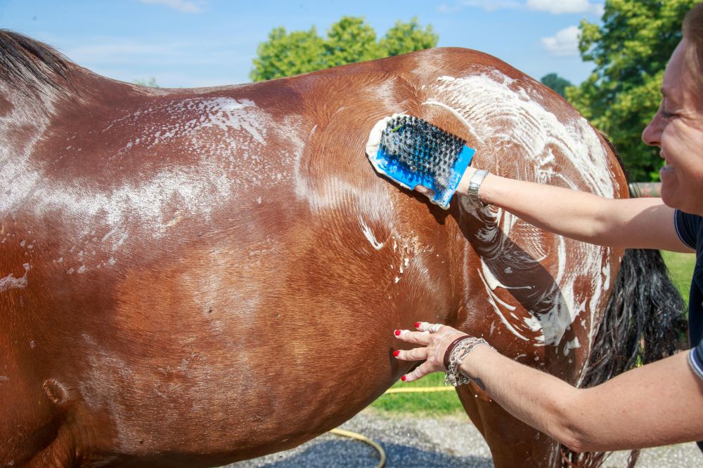 Bene Grandis nel completo