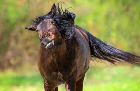 Cavalli, caldo e insetti. Come gestire il paddock in estate e fare prevenzione.