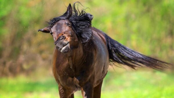 Cavalli, caldo e insetti. Come gestire il paddock in estate e fare prevenzione.