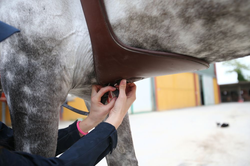 Atteggiamenti del cavallo in movimento, dal libro del dott Vittorio Meschia.