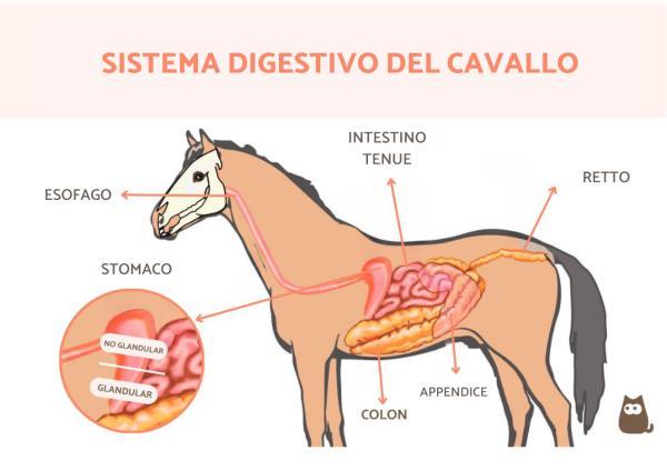 digestione cavallo