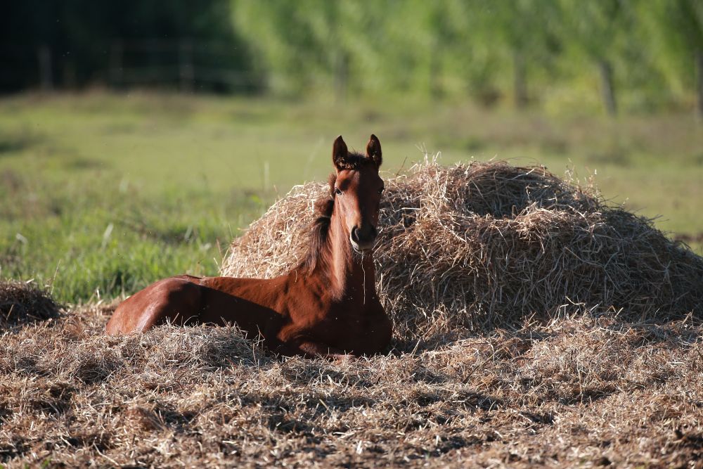 Etologia del cavallo e sviluppo del puledro, il ruolo fondamentale dell’allevatore.