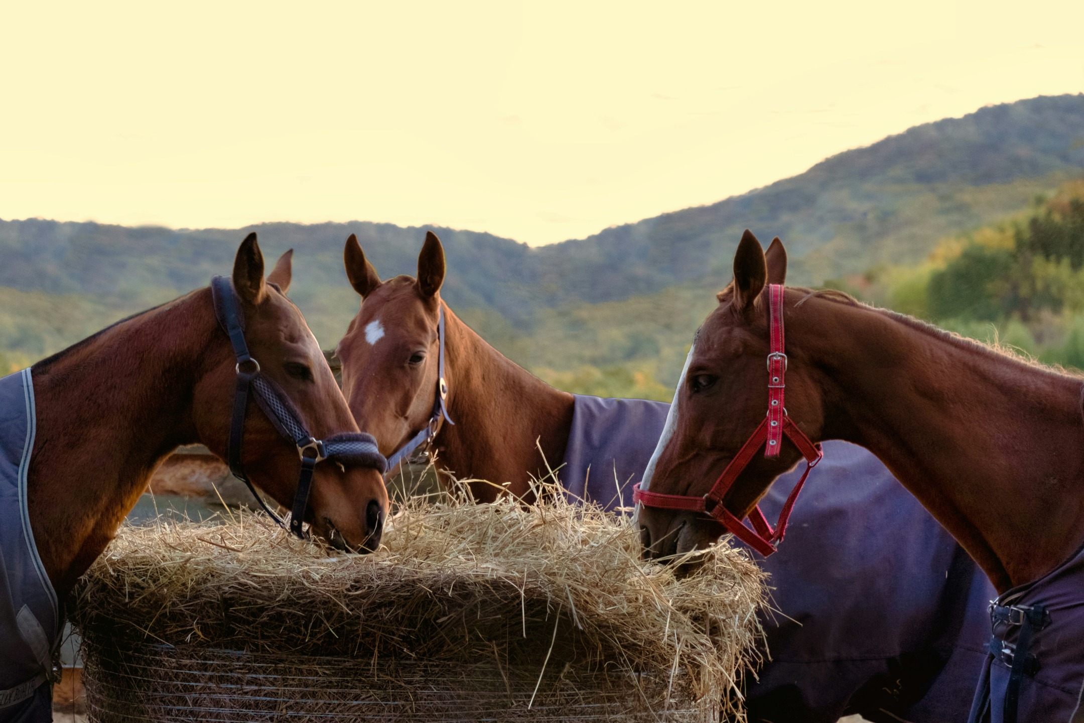 Fieno nuovo nel cavallo: valutazione tecnica e gestione nutrizionale 3 1 2