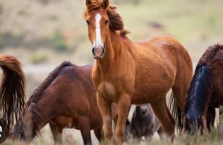 DDL Equidi: Confagricoltura dice no. "Il cavallo è agricoltura: impatto economico devastante per 170 mila allevamenti"