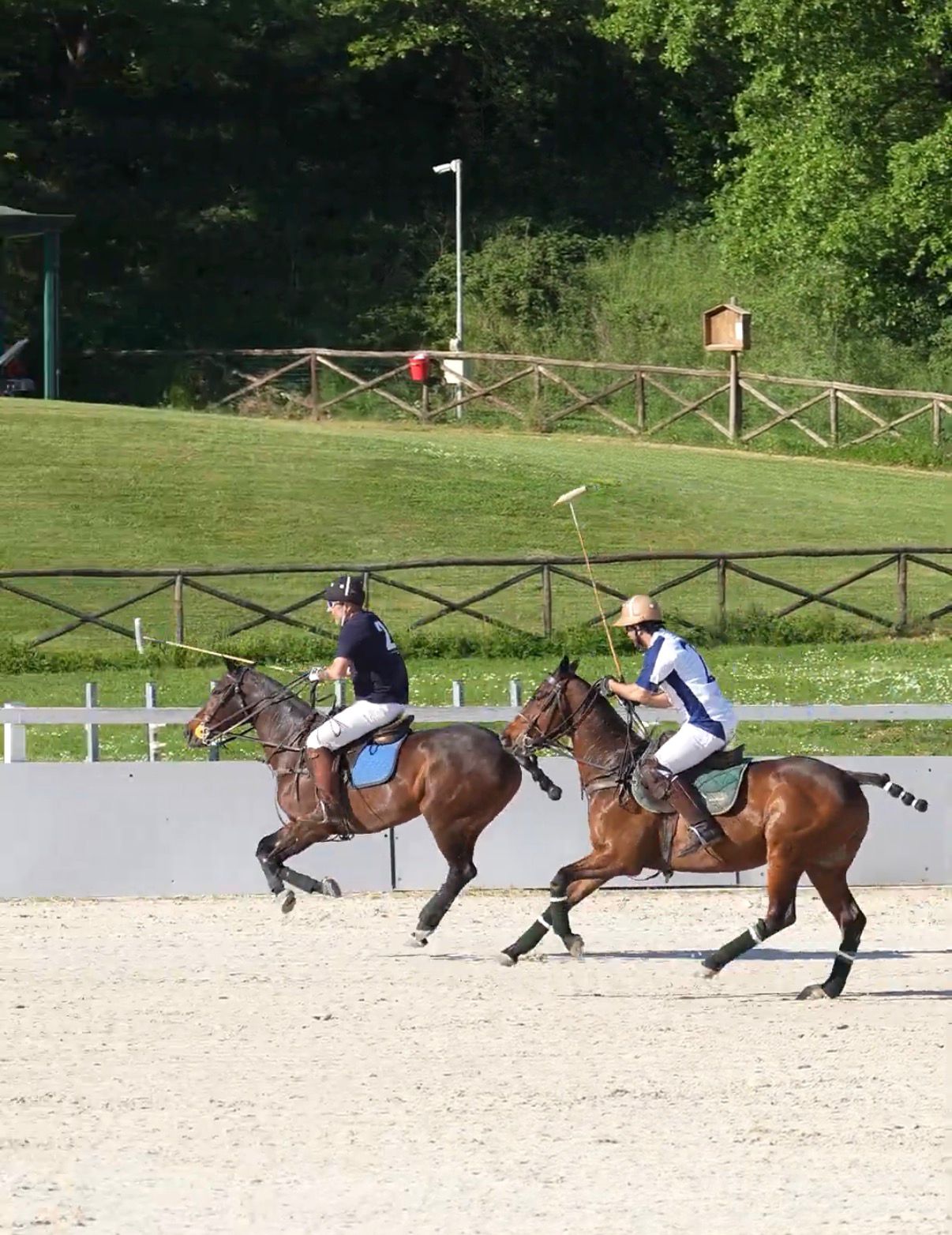 Arena Polo